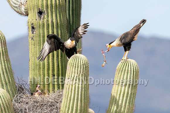 Crested Caracara