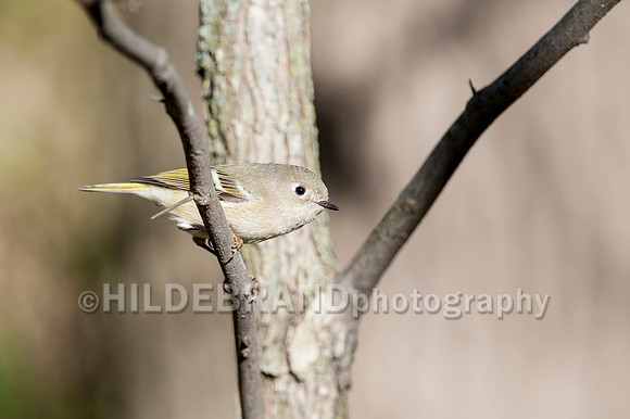 Ruby-crowned Kinglet