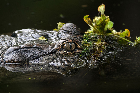 Alligator