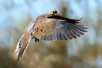 Morning Dove