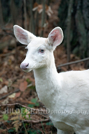Albino Whitetail Deer