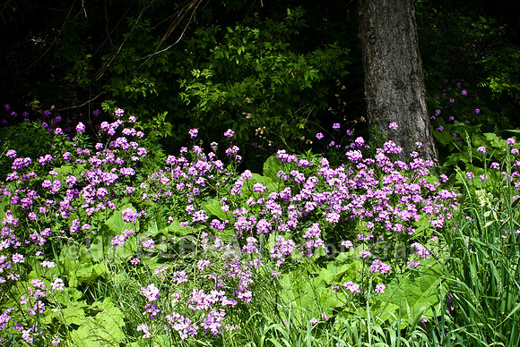 Wild Flowers