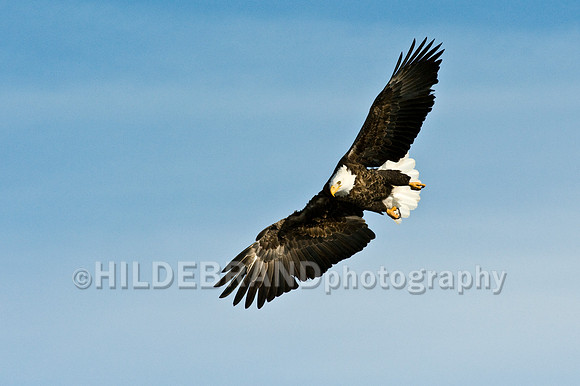 Bald Eagle