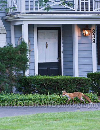 Neighborhood Red Fox