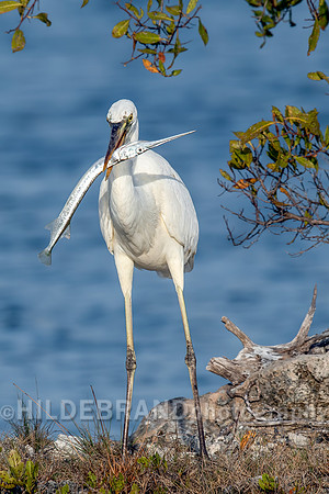 Great White Heron