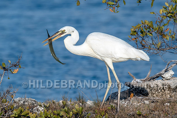Great White Heron