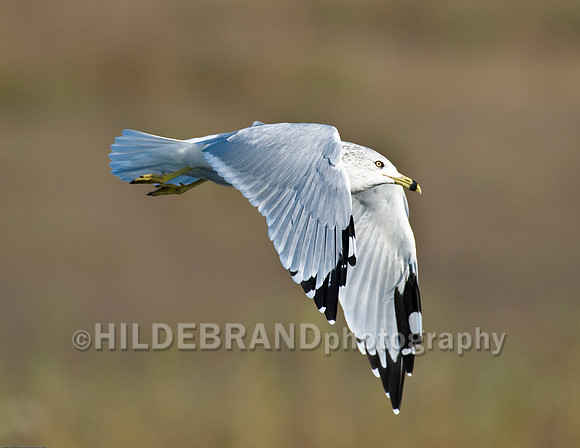 Ring-Billed Gull