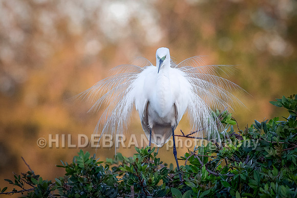 Great Egret