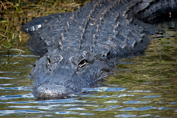 Alligator
