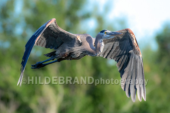 Great Blue Heron