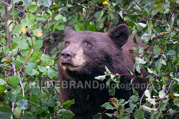 Looking for the choicest berries