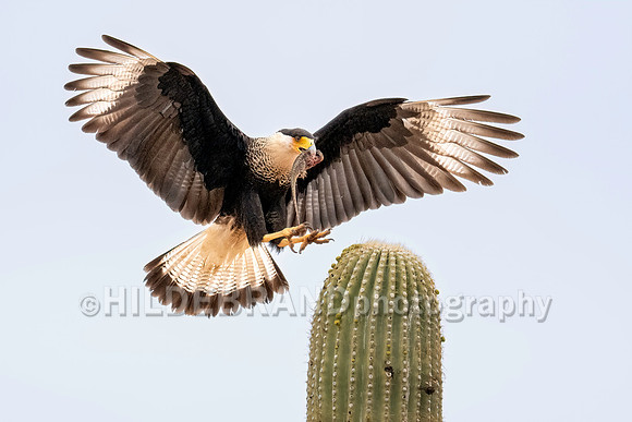 Crested Caracara