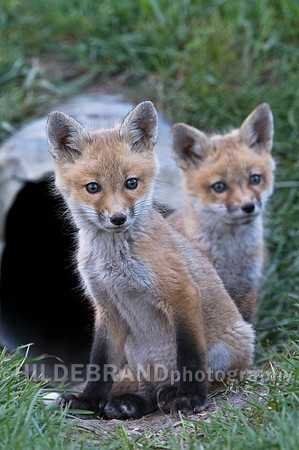 Fox Kits