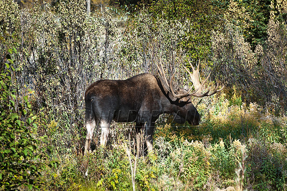 Bull Moose