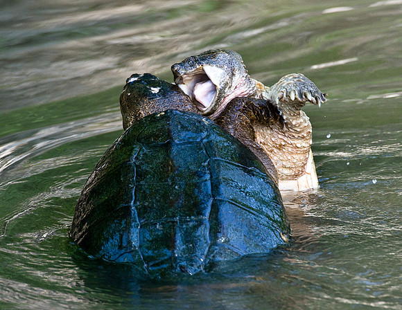Snapping Turtle's Fighting