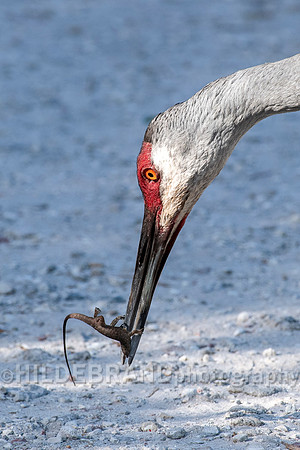 Sandhill Crane