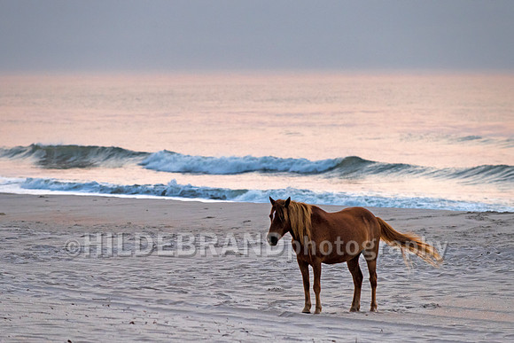 Chincoteague Pony