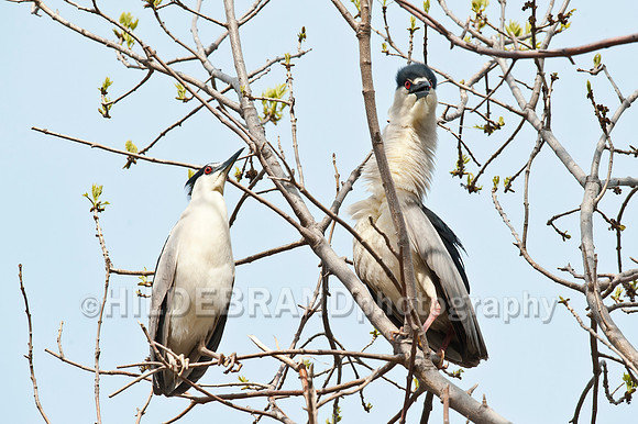 Nesting Black-crowned Night Herons