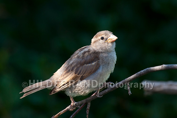 House Sparrow