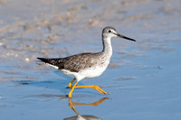 Lesser Yellowlegs