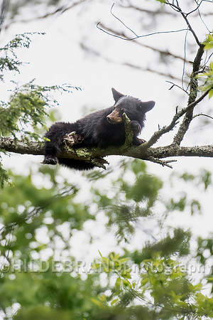 Black Bear