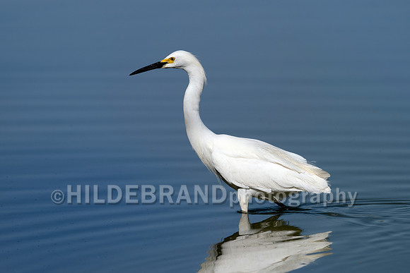 Snowy Egret