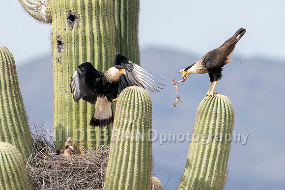 Crested Caracara