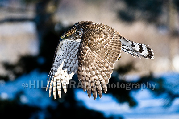 Cooper's Hawk