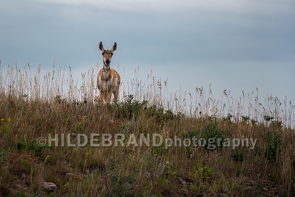 Pronghorn Antelope