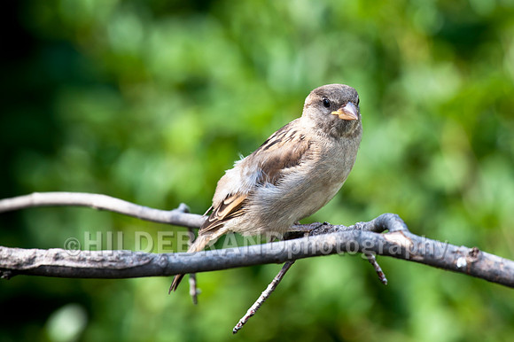House Sparrow