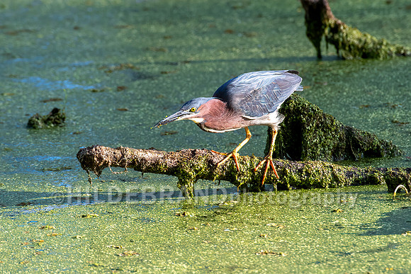 Green Heron