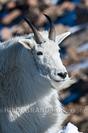 Mountain Goat