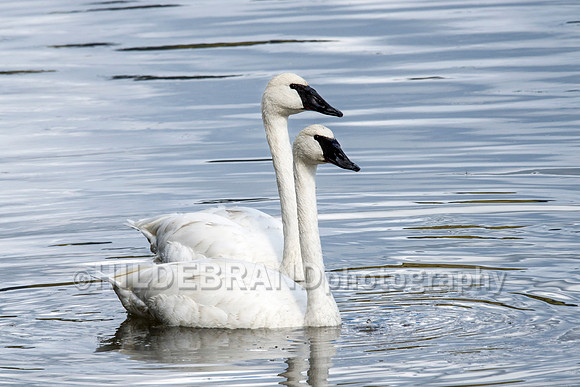 Trumpeter Swan