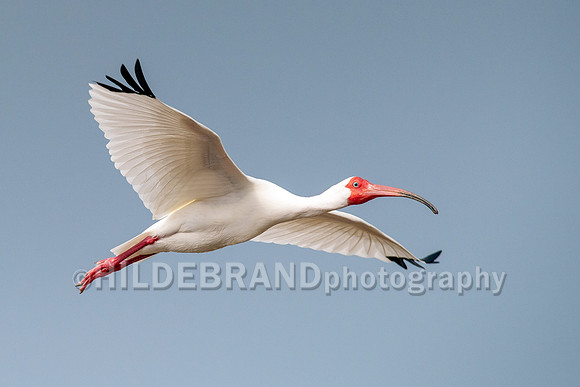 White Ibis