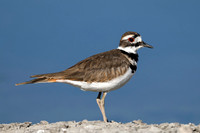Killdeer