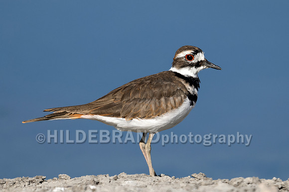 Killdeer