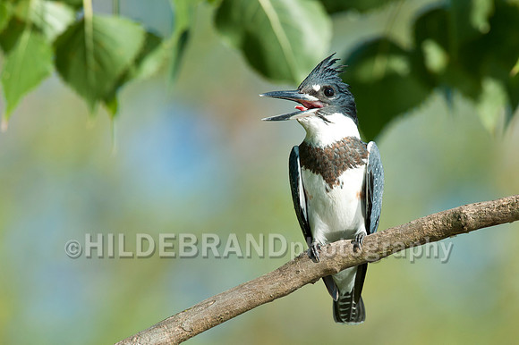 Belted Kingfisher