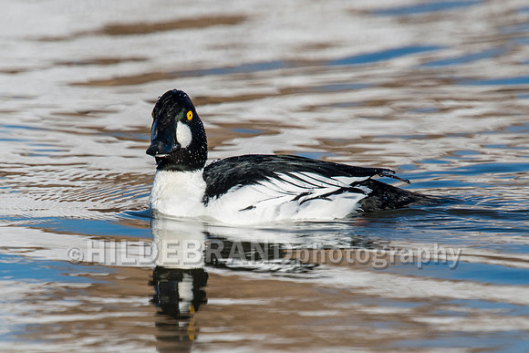 Common Goldeneye