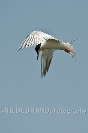 Common Tern