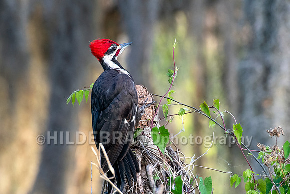 Pileated Woodpecker