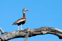 Black-bellied Whistling Duck