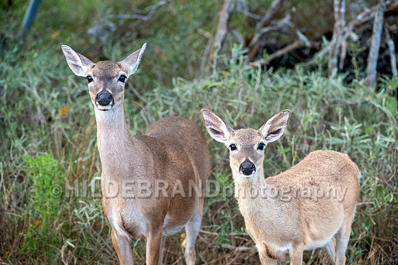 Key Deer