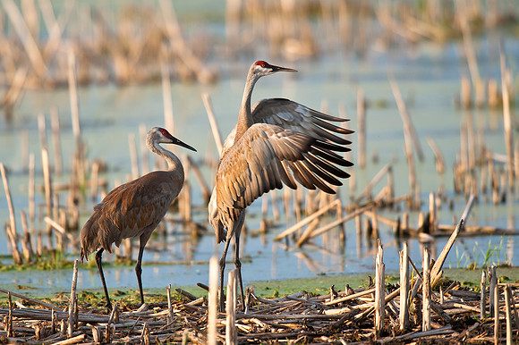 Sandhill Crane