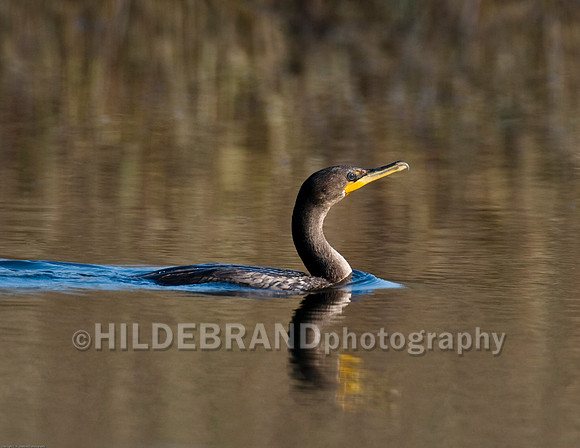 Double-Crested Cormorant