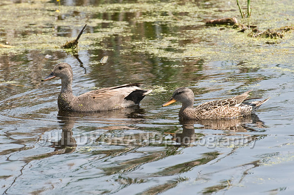 Gadwall - Breeding Pair