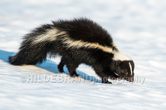 Skunk