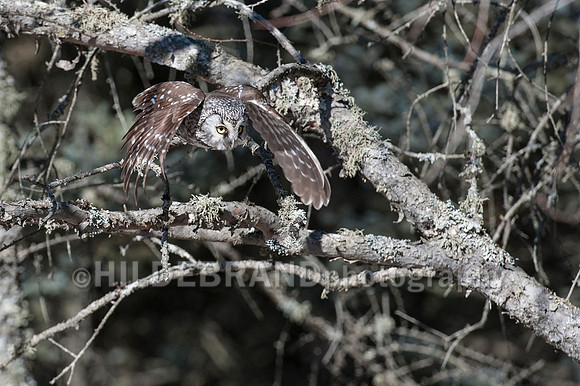 Boreal Owl