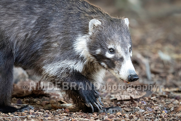 Coatimundi