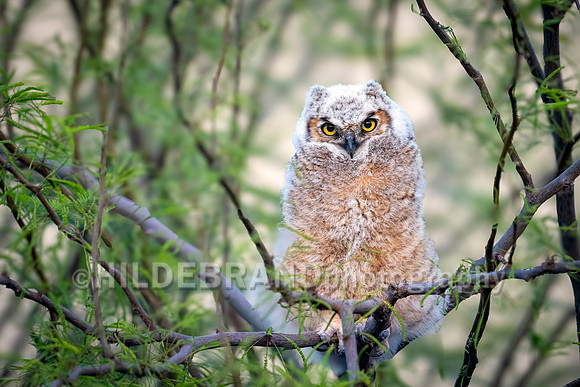 Shadow Ridge Owlets