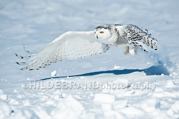 Snowy Owl